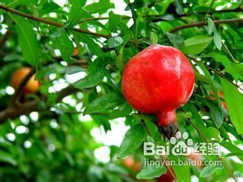 汽车饰品的销售 第187页