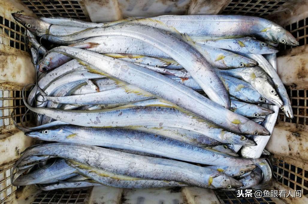 刀鱼最新价格，小巷深处的鲜味秘境探秘