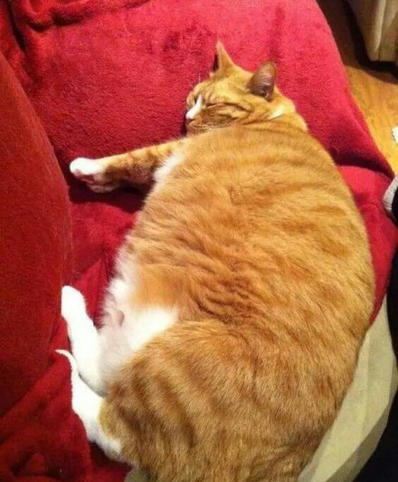 时尚新星，最新橘猫引领宠物潮流