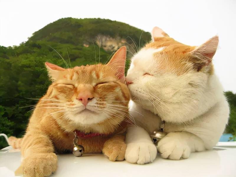 最新猫咪rr深度探究与论述