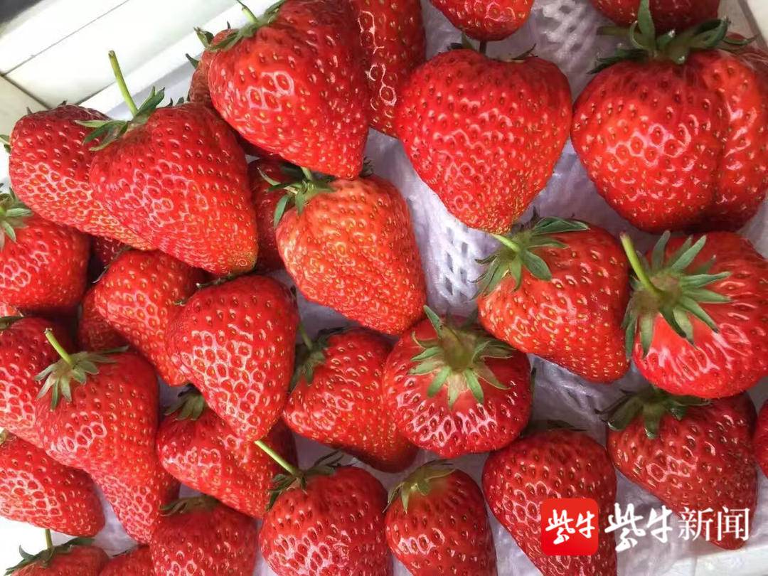草莓最新在线，时代甜宠与科技的完美交融